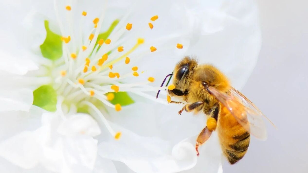 Penisvergréisserung mat Bienenstécker
